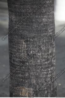 photo texture of palm bark 0013